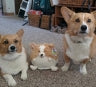 Adorable Mini Squishable Corgi - A Huggable Delight!