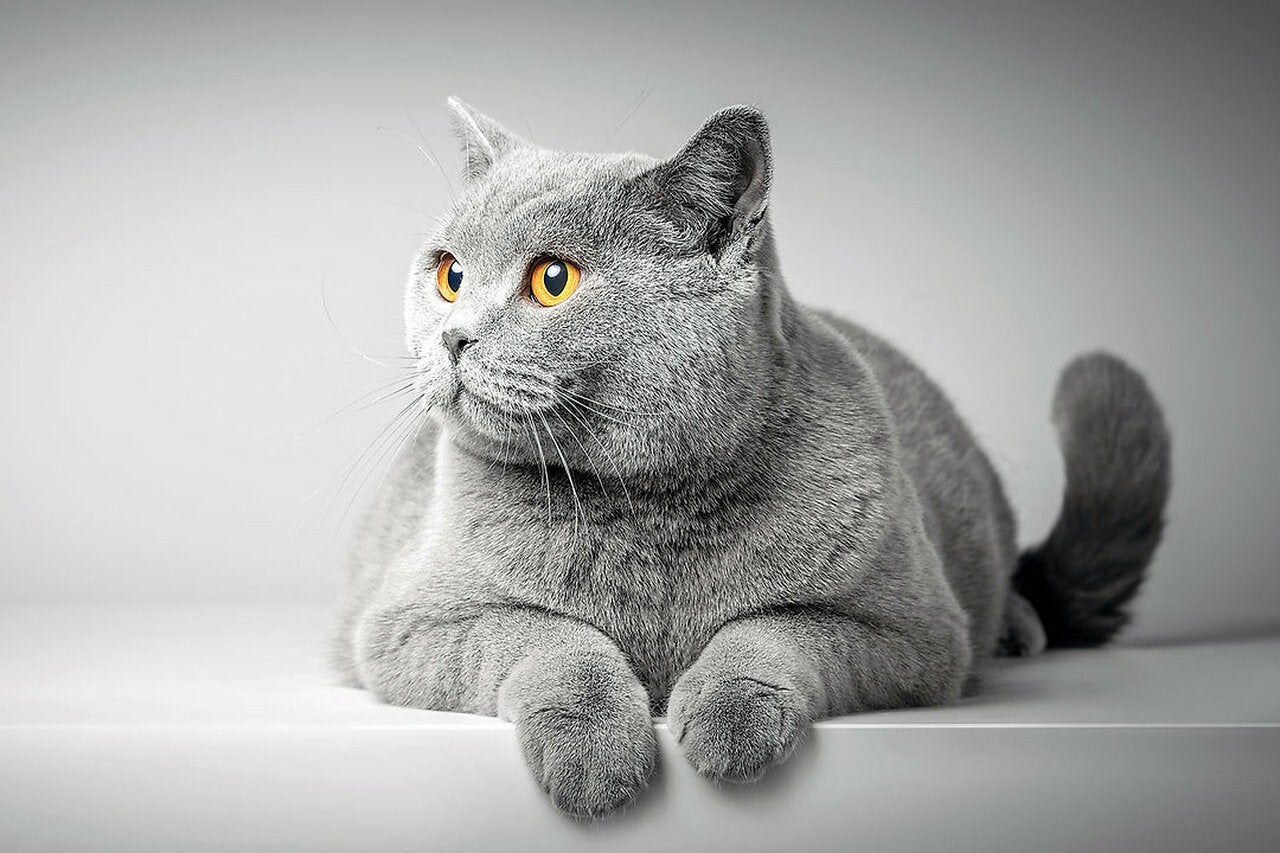 Tomax 4000-Piece British Shorthair Cat Puzzle | TOM400-042