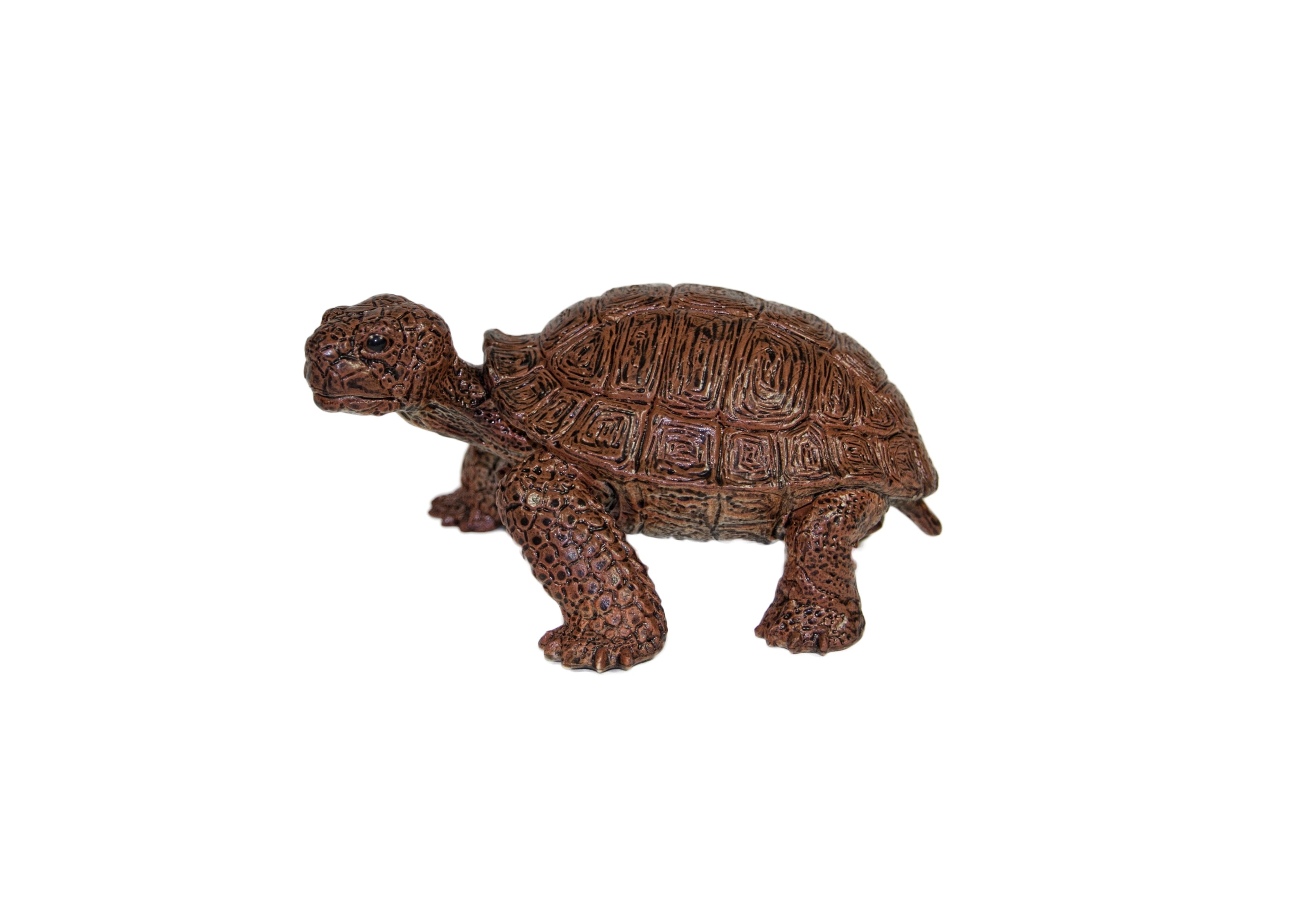 Stunning Large Tortoise 5.5 - Mamejo MAJ22237
