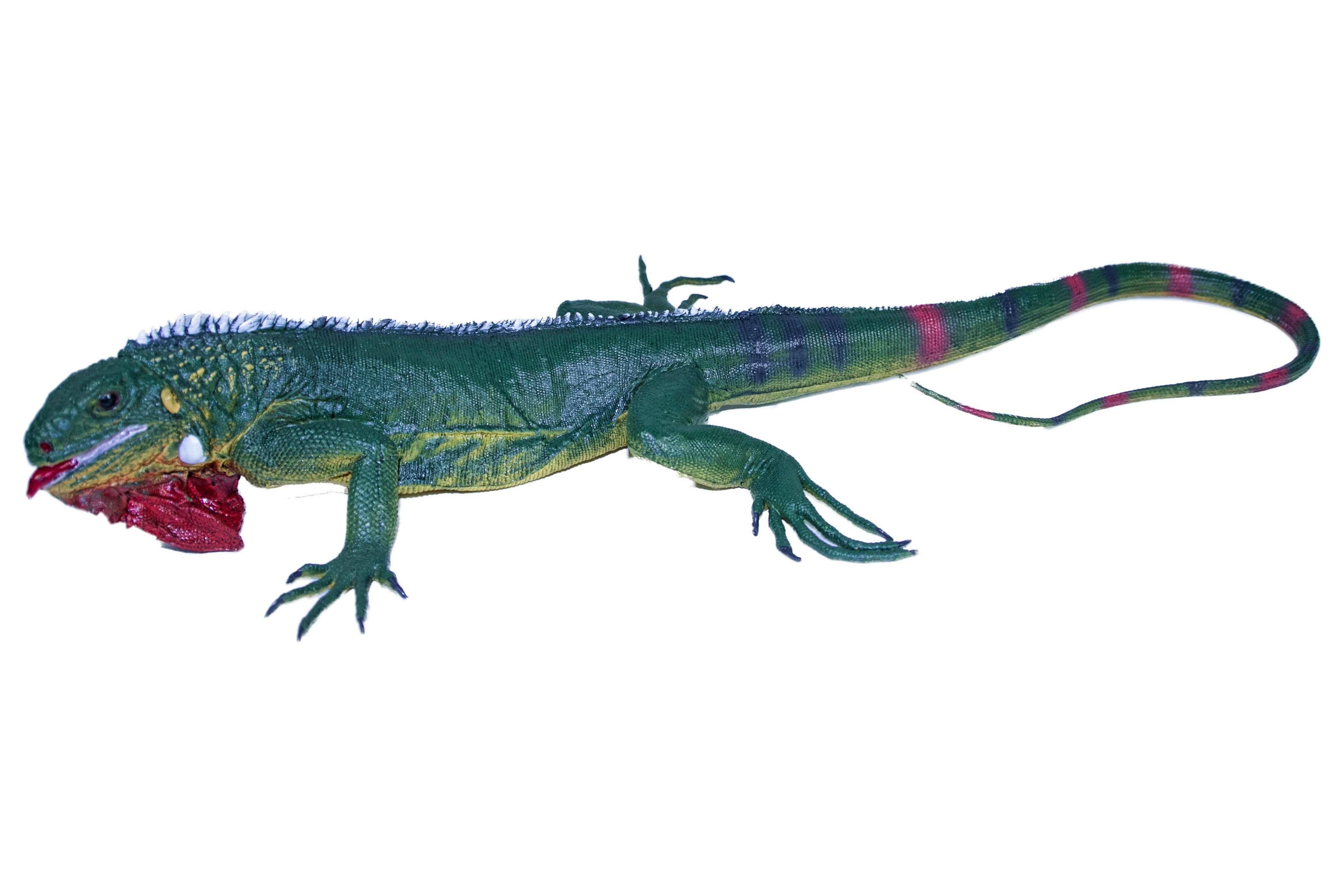 Stunning Jumbo Iguana 40 - Mamejo's MAJ22221